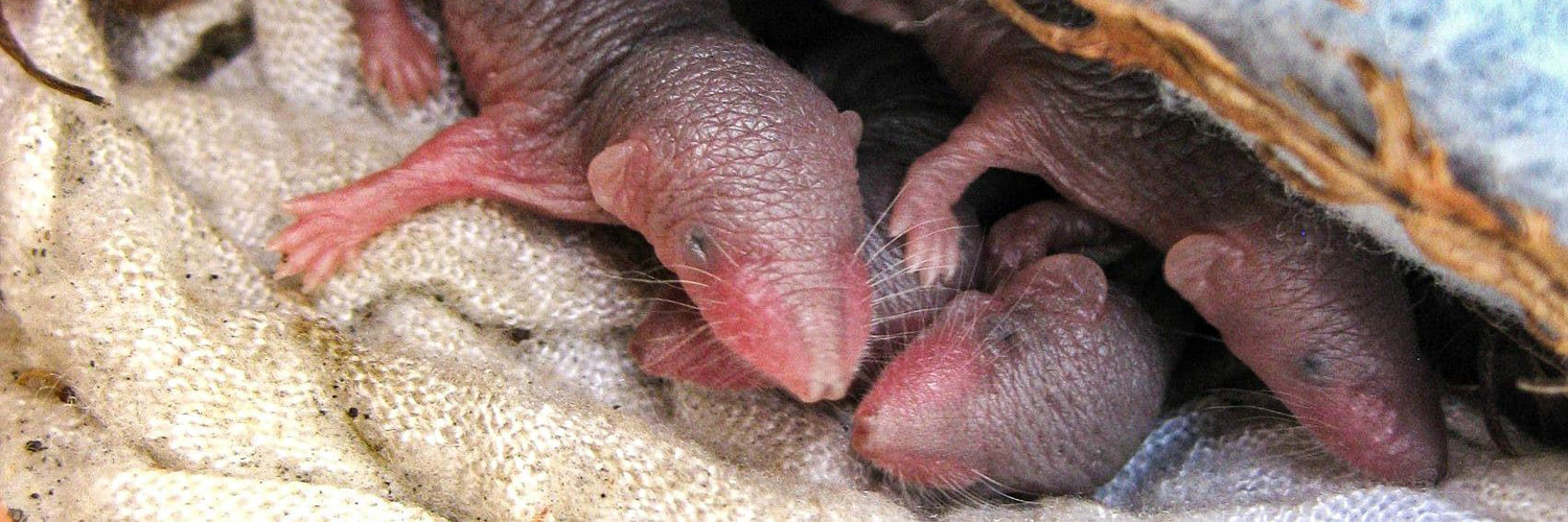 Ratten und Mäuse sollten wegen der möglicher Krankheits-Übertragung von Häusern fern gehaölten werden.